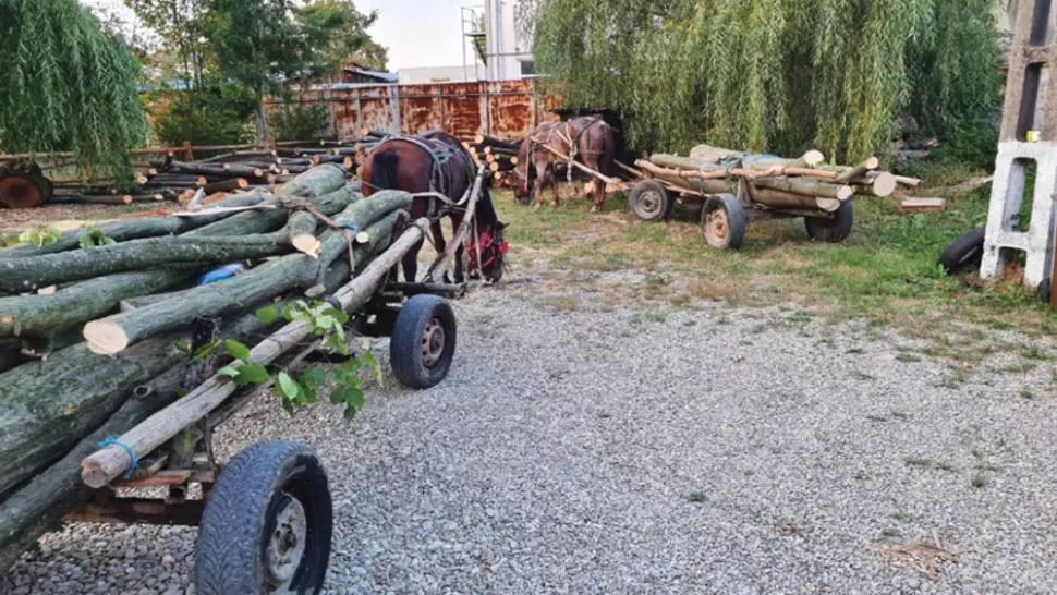 Jandarmii prahoveni au confiscat mai multe transporturi ilegale de lemne. Hoții au fugit în pădure