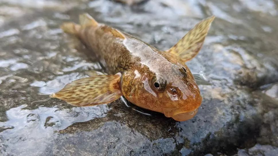 Alex Găvan: Aspretele, peştele fosilă vie vechi de 65 de milioane de ani, aflat în pragul dispariţiei, reconfirmat pe valea Vâlsanului