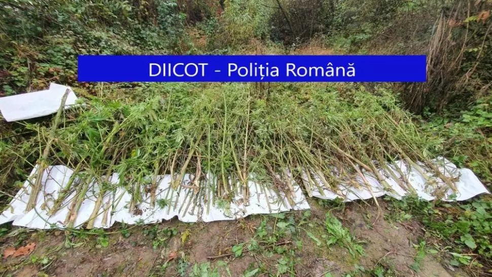 Patru bărbați, reținuți pentru trafic de droguri, în Cluj. Ce au găsit procurorii la locuințele lor - VIDEO