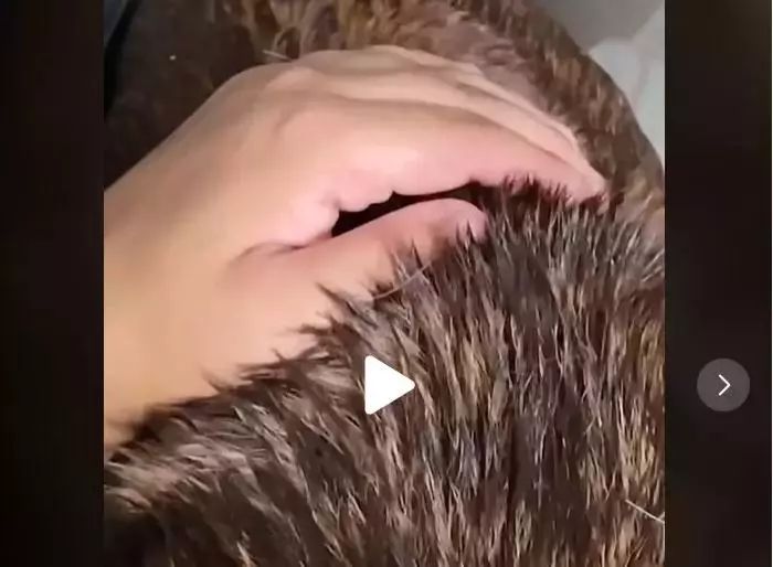 A adoptat un câine vagabond. Când și-a trecut mâna prin blana lui a rămas șocat
