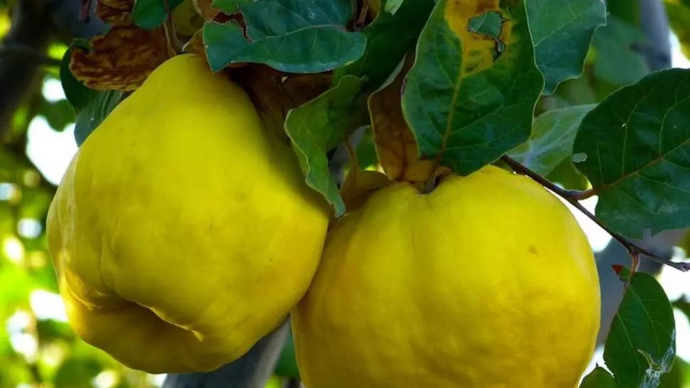 Păstrează peste iarnă frunzele de gutui. Au proprietăţi fantastice pentru sănătate