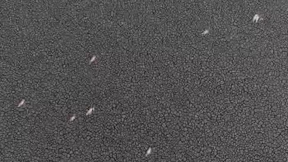 Încă o catastrofă naturală în România: Lacul Iezer, din Călărași, s-a transformat în deșert. Specii rare de păsări, în pericol