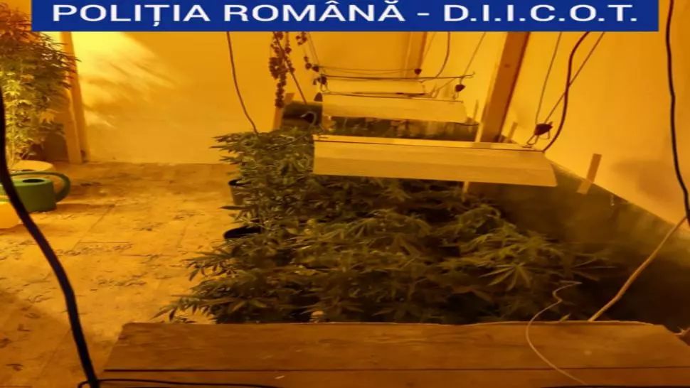 Cultură de cannabis în borcane, descoperită într-o locuinţă din Craiova. Un tânăr a fost arestat preventiv