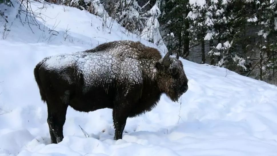 După 200 de ani zimbrii s-au întors acasă, în Făgăraș