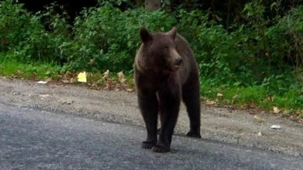 Mesaj de alertă la Târgu Mureş! Un urs se plimbă pe străzile din oraș