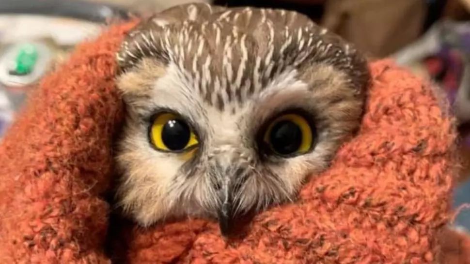 O aventură mai puțin obișnuită: Rockefeller - mica bufniță care a călătorit clandestin de la Oneonta la New York City 