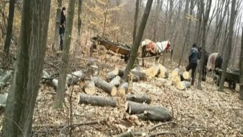 Percheziții ample la hoții de lemn din trei județe.10 persoane vor fi aduse la audieri