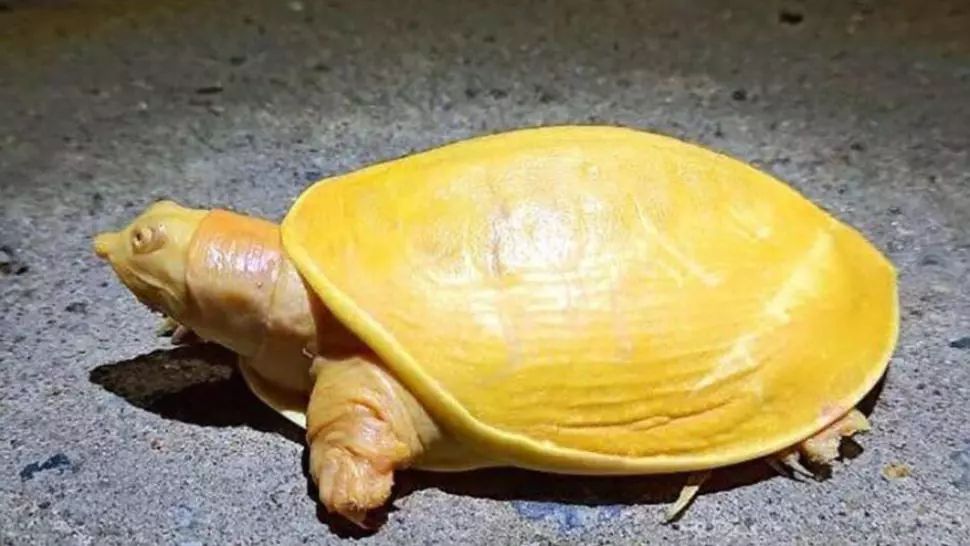 O broască țestoasă rară, care arată ca brânza topită americană, descoperită în India