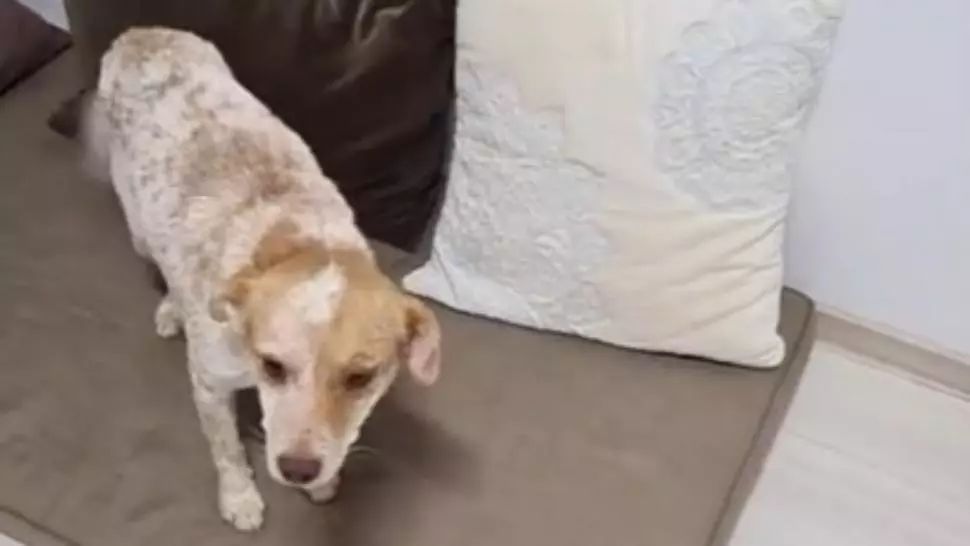 Cățelușul incendiat de niște copii a fost salvat! Poliția a deschis dosar penal pentru rănirea și schingiuirea animalelor