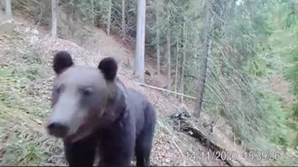 VIDEO/ Ursul care se vrea vedetă TV. Imagini incredibile surprinse în Parcul Național Călimani