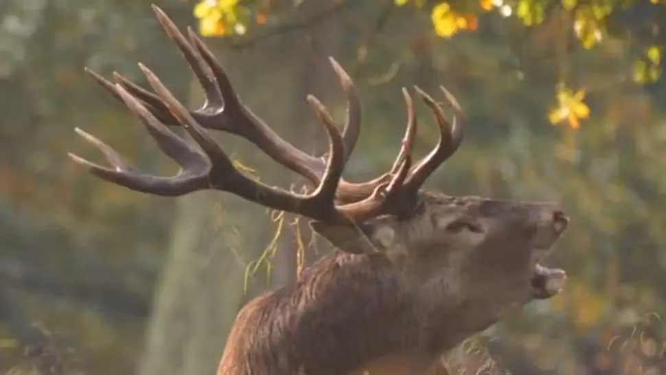 Organizațiile de mediu avertizează: Parlamentul e pe punctul de a vota o inițiată antieuropeană privind extinderea zonelor protejate