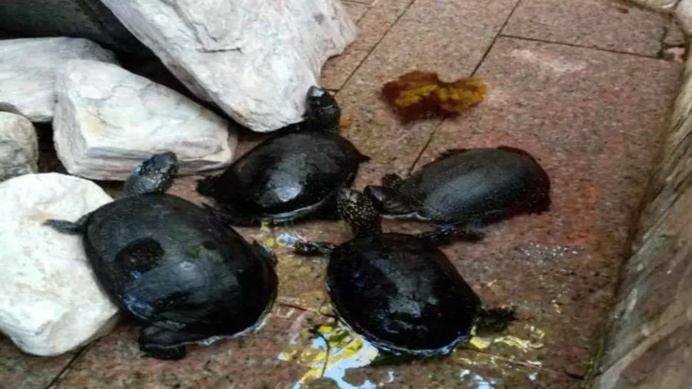 Zeci de broaște țestoase, ținute captive într-un restaurant din Timișoara