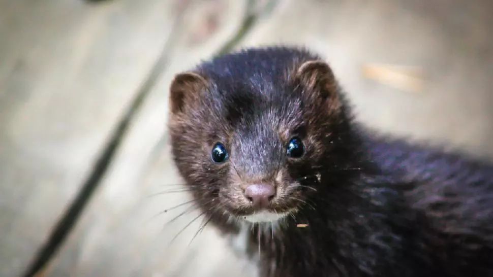 Milioane de nurci, sacrificate în Danemarca. Descoperire ALARMANTĂ făcută de cercetători
