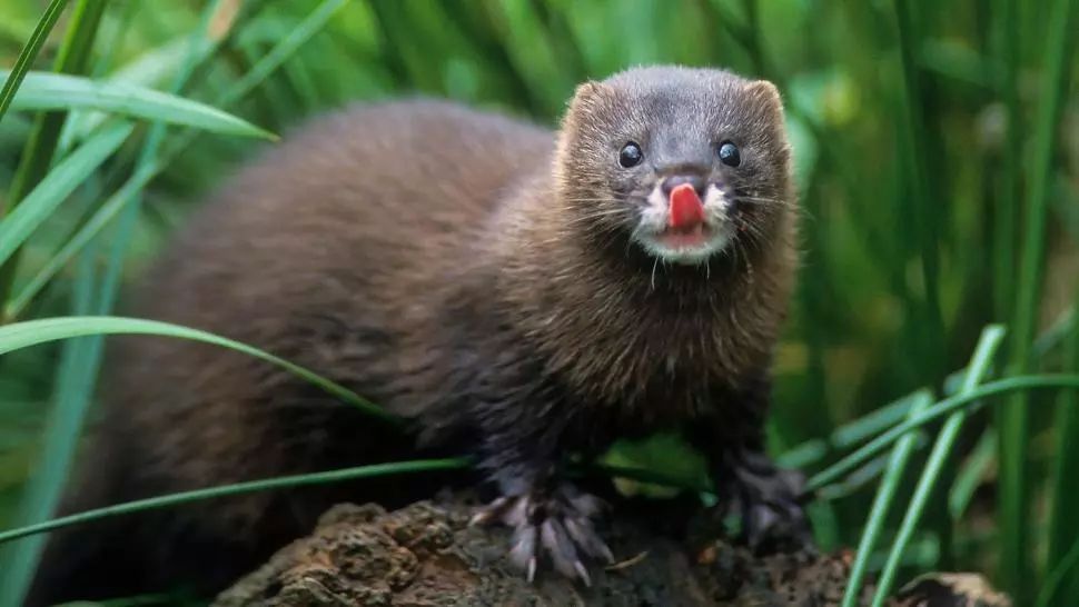 Noul coronavirus, depistat la o fermă de nurci din Franța