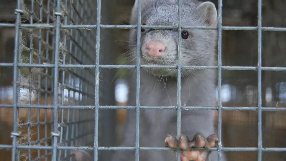 Coronavirusul, descoperit și la nurci din Grecia. Mii de animale vor fi sacrificate