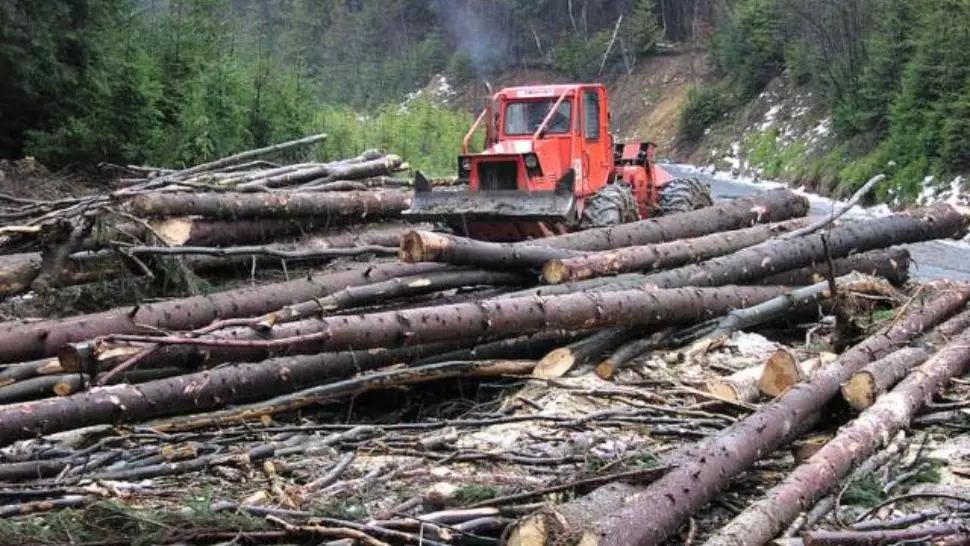 Defrișări ilegale și crime teribile în pădurile din România! Victimele mai puțin știute ale MAFIEI LEMNULUI: ANCHETE EXPLOZIVE - VIDEO