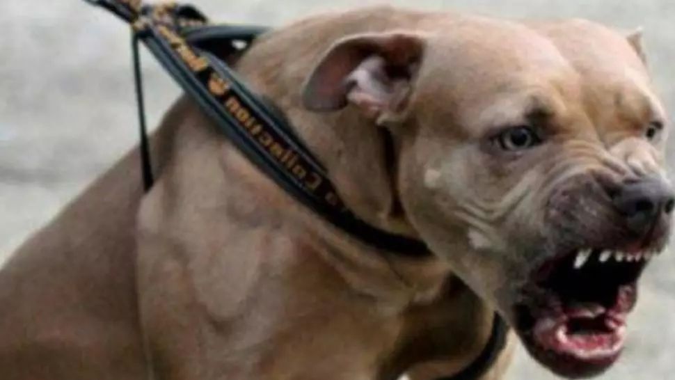 Militar din Constanța, acuzat că a ucis un câine din rasă periculoasă, aparent pentru a salva o femeie