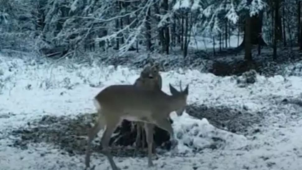 VIDEO Imagini spectaculoase cu cerbi "unicorni", în pădurile din Banat