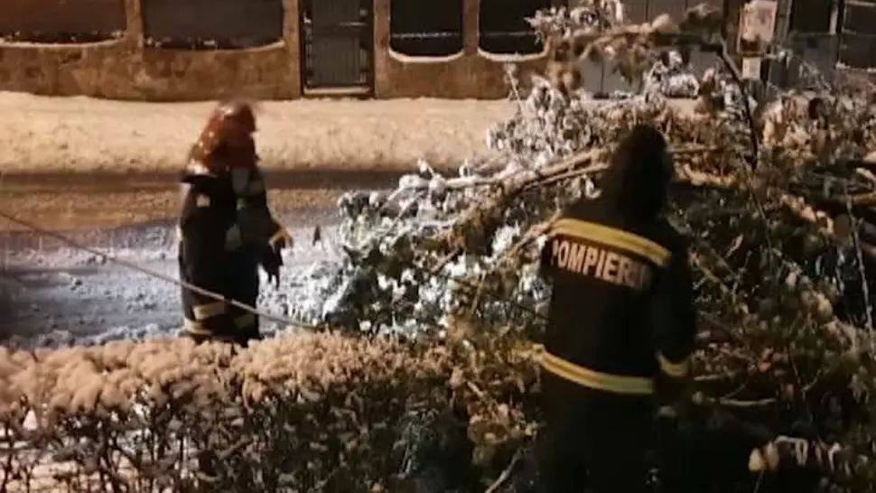 Copaci doborâți la pământ după prima ninsoare