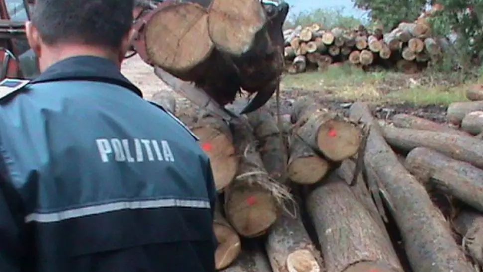  Material lemnos de peste 200.000 de lei, descoperit fără acte la o firmă din Neamț