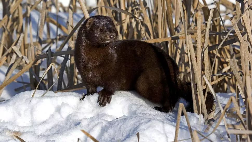 A fost înregistrat primul caz de coronavirus la un animal salbatic 