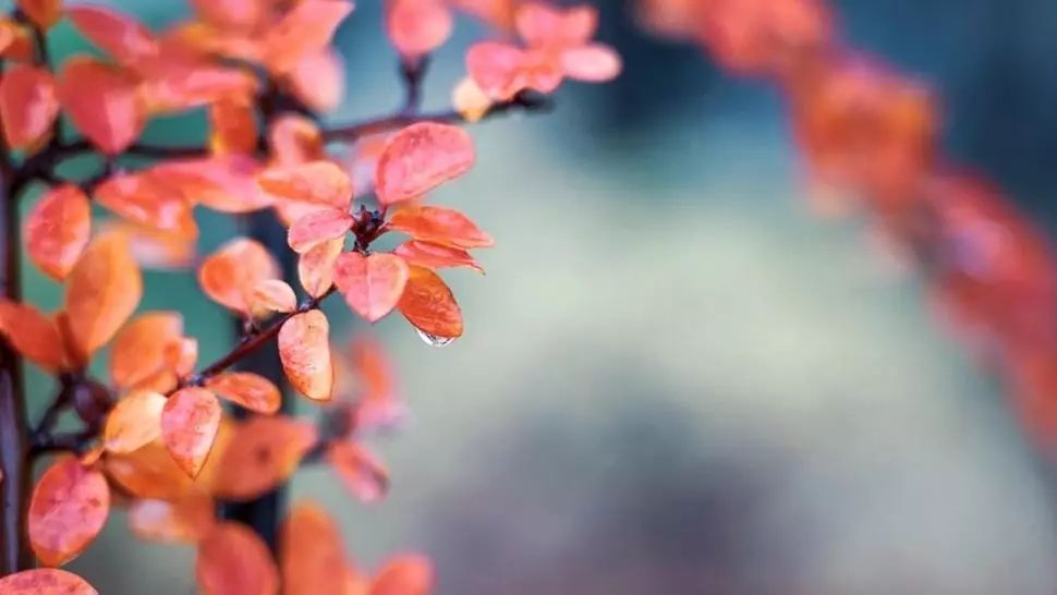 Prognoza meteo 31 decembrie. Sfârșit de an cu temperaturi de 15 grade