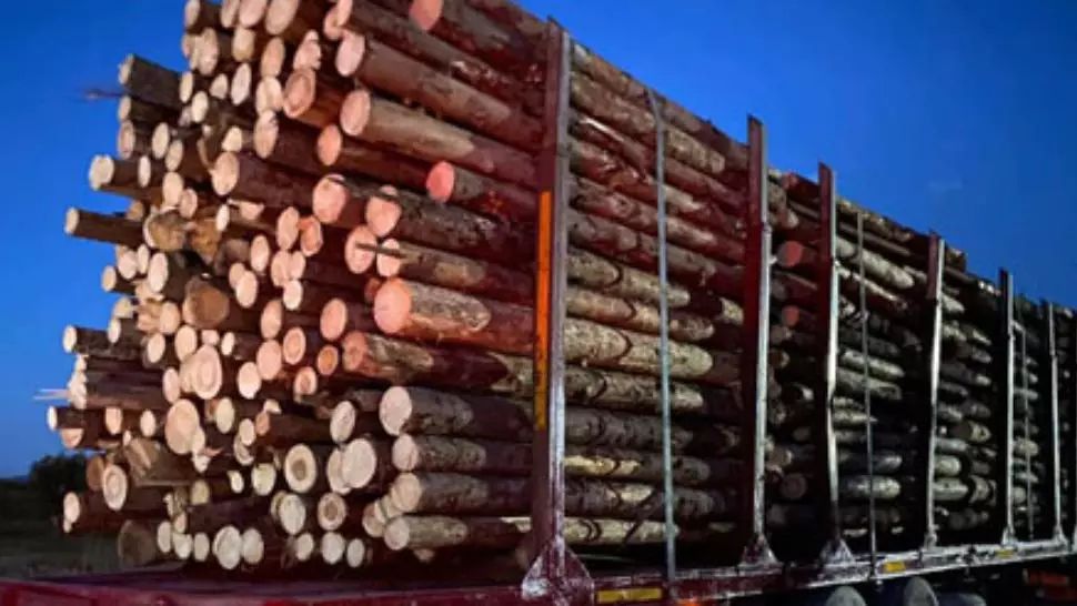 Poliția din Suceava nu mai are loc pentru camioanele cu lemne confiscate