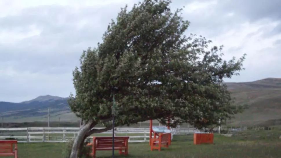  Cod galben de vânt și ceață în 11 județe | Se vor semnala intensificări ale vântului care vor depăşi 90 - 100 km/h