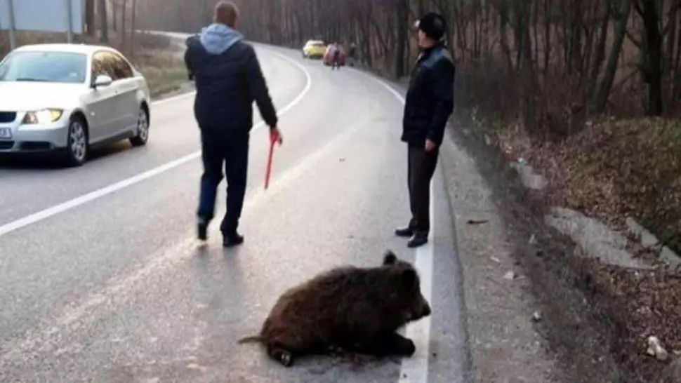  CNAIR, obligată să îi achite daune morale unei şoferiţe care și-a distrus mașina după ce a lovit un mistreţ 