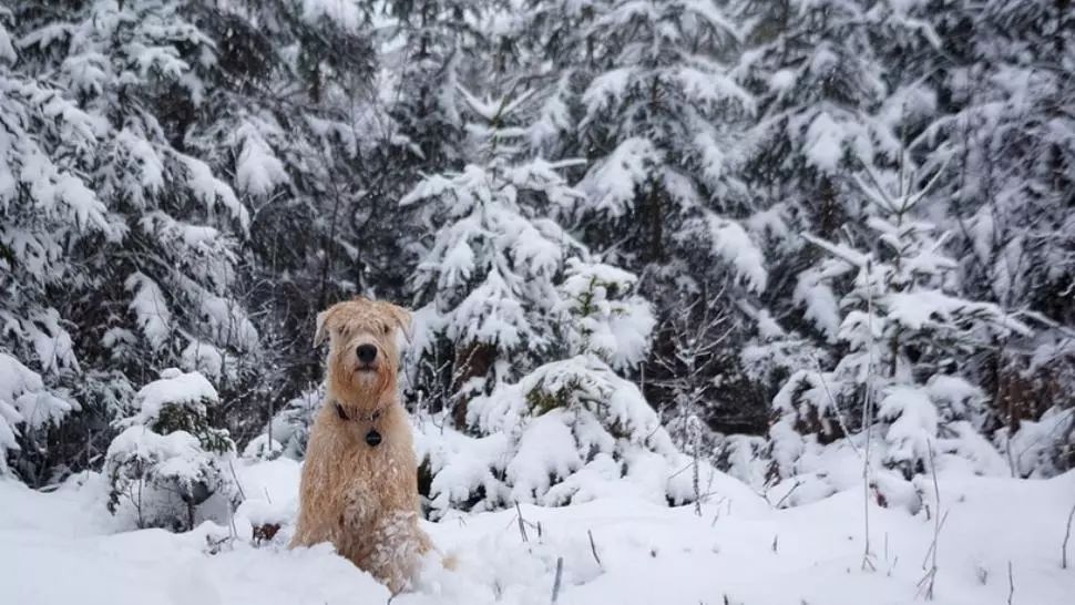 Alertă meteo - informarea de ninsori abundente și viscol, prelungită. Când se instalează gerul 