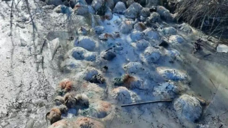 Ciobanul în urma căruia au fost găsite zeci de oi înghețate într-un râu a fost găsit după două zile - Plecase în căutarea unui loc de muncă