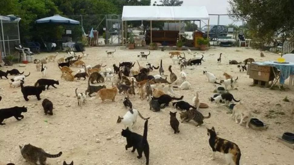 Tristețe și sărăcie în PARADISUL PISICILOR, din cauza crizei Covid