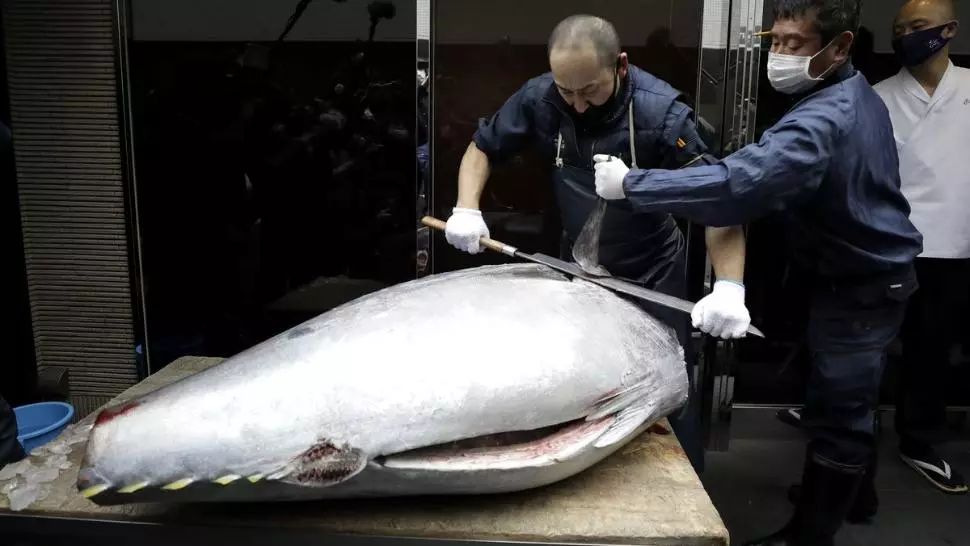 Suma exorbitantă pentru care a fost vândut la o licitație un ton roșu uriaș