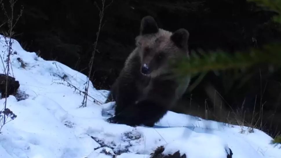 VIDEO Momentul în care un ursuleț a „furat” o cameră de monitorizare din munții Piatra Craiului, surprins de Romsilva