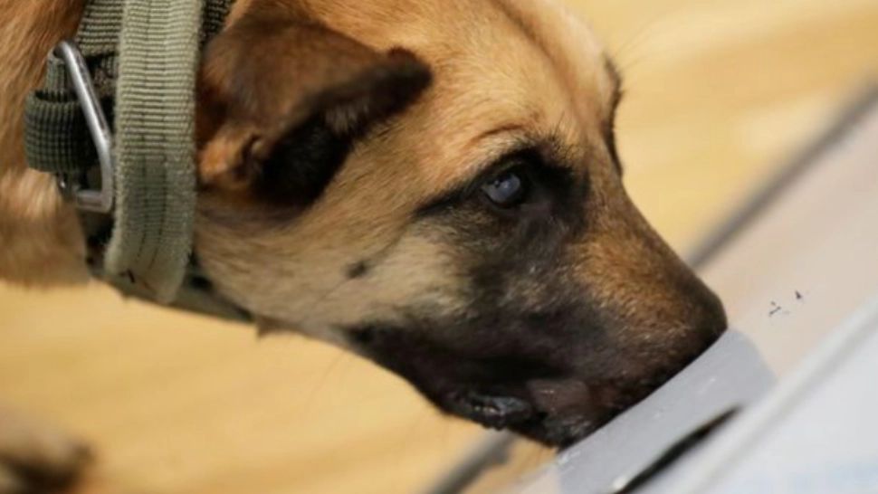 Câini special dresați pentru a depista COVID-19, la o clinică din Germania. Precizie mare, de 94%