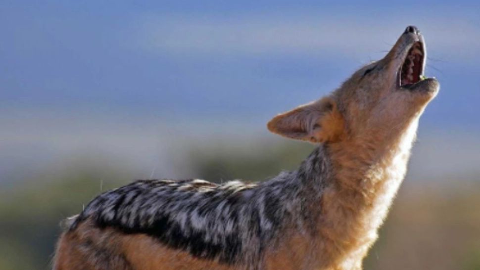 VIDEO Șacalii au făcut ravagii într-un sat din Tulcea: 20 de oi și mai mulți miei, uciși 