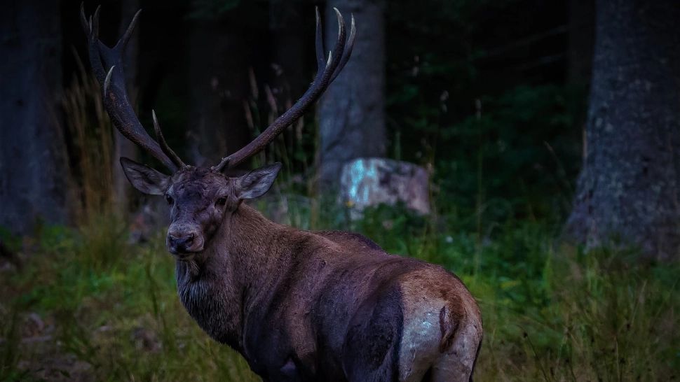 Pădurar ucis din greșeală la o partidă ilegală de vânătoare: a fost confundat cu un animal salbatic