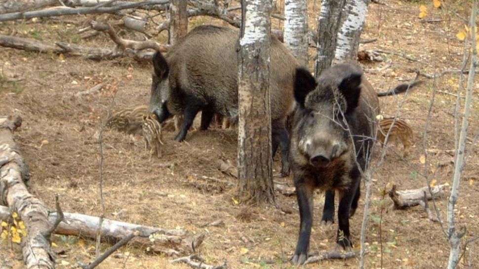  Peste 100 de cadavre de mistreți, găsite în pădurile din Arad. Animalele au căzut pradă pestei porcine