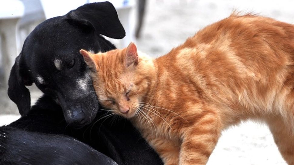 Coreea de Sud a decis ca pisicile și câinii să fie testate de stăpânii lor pentru noul coronavirus