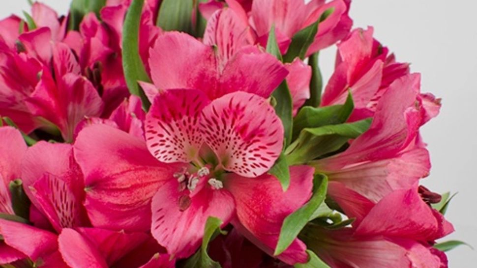 Flowers Market Holland, excelență dovedită în peste 25 de ani. Cele mai spectaculoase flori, la un click distanță 