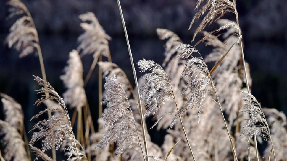 Prognoza meteo 15 februarie. Vreme deosebit de rece, geroasă dimineața