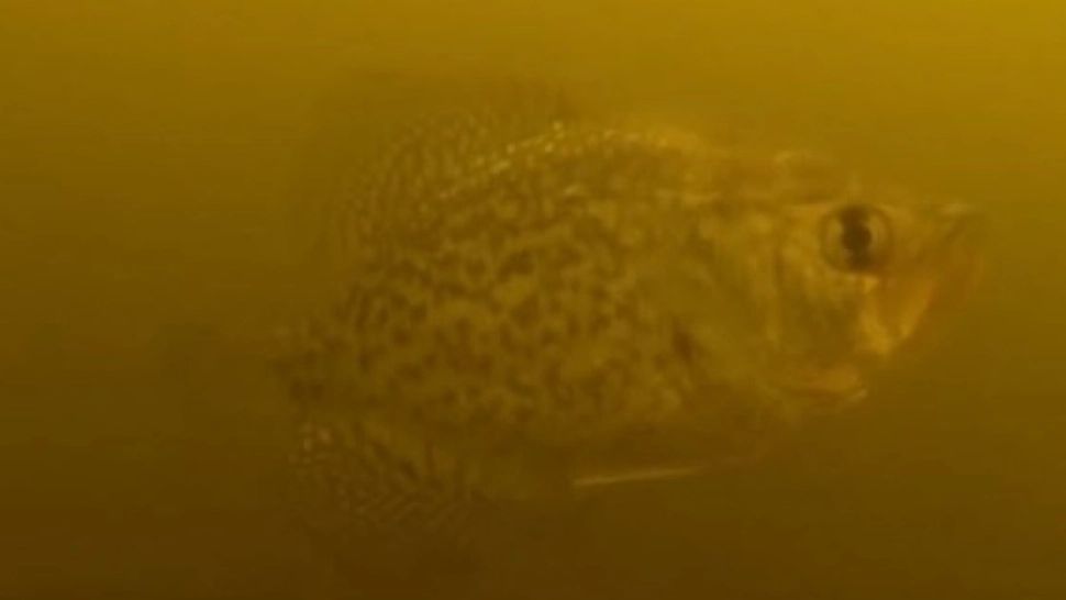 Alertă pe un lac din România: mii de PEȘTI au ieșit la mal