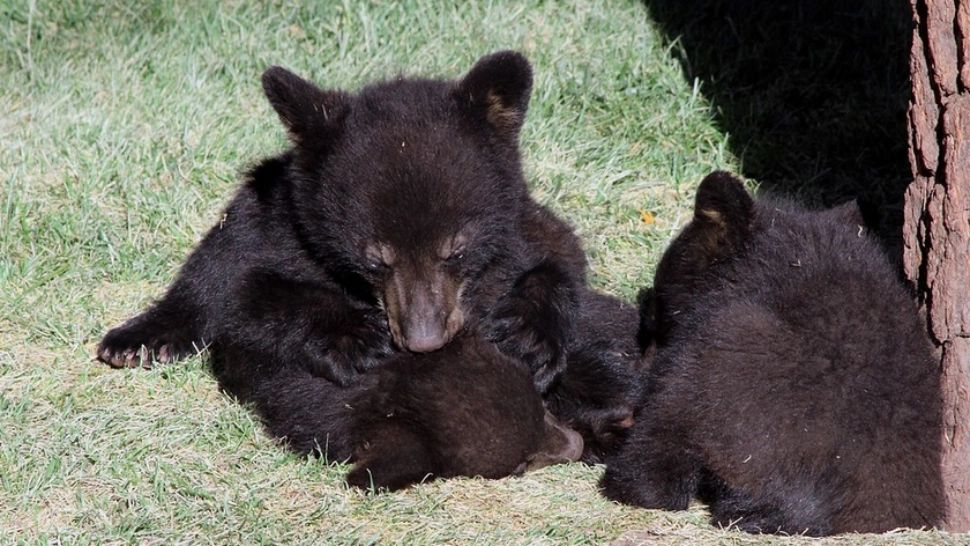 Cruzime inimaginabilă, în România: 4 pui de URS, scoși din bârlog și aruncați în zăpadă, pentru "distracție"