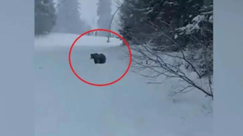 ALERTA EXTREMĂ de URS pe Pârtia Clăbucet, turiștii sunt avertizați să se îndepărteze