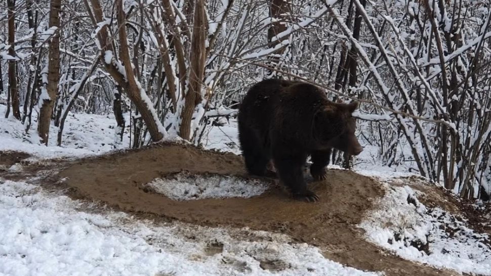 Trauma celor 20 de ani de captivitate a ursoaicei Ina închide Grădina zoologică din Piatra Neamț