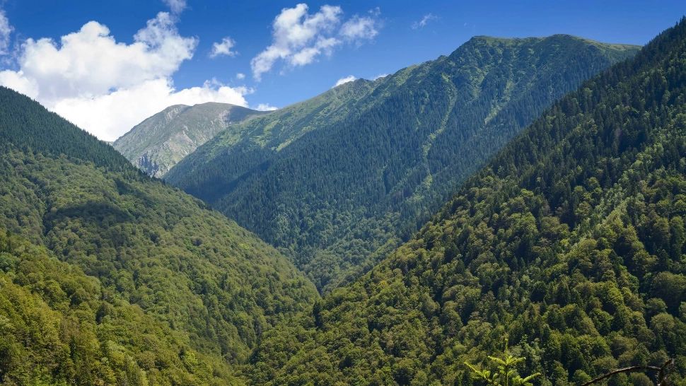 Mesajul Ministerului Mediului de Ziua Internațională a Pădurilor: Anul acesta ne-am propus să plantăm zeci de milioane de puieți, peste tot în țară 