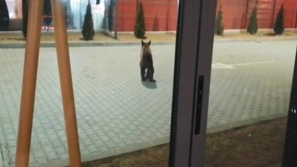 VIDEO Urs ieșit după hrană pe străzile unui oraș harghitean, îndepărtat de jandarmi și polițiști