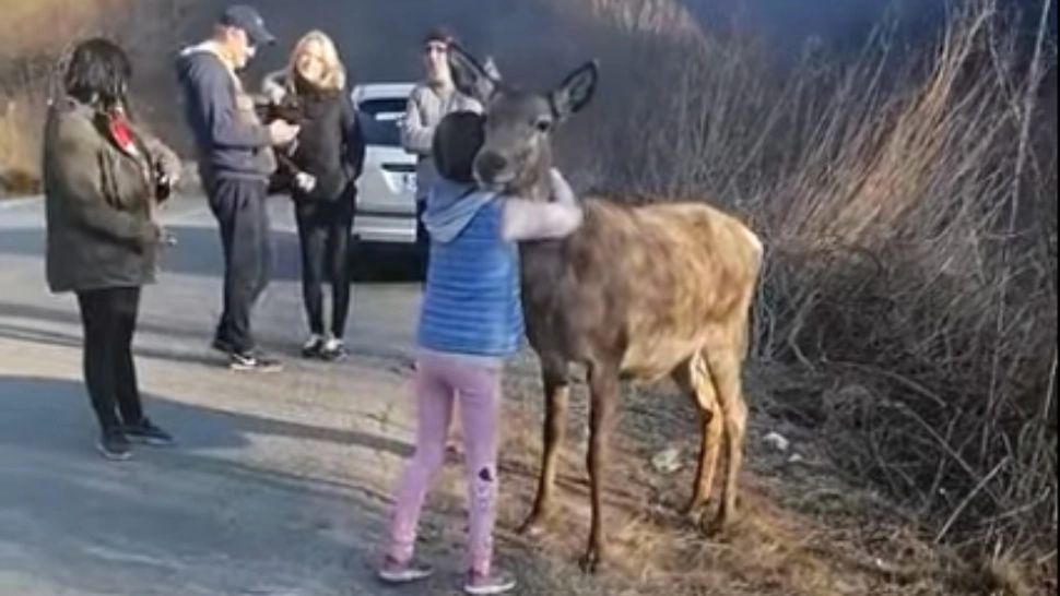 VIDEO O căprioară - VEDETĂ pe Valea Arieșului. Cum așteaptă turiștii