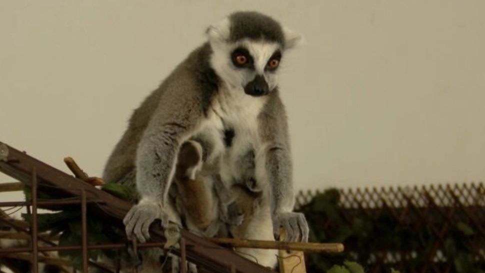 VIDEO Primele IMAGINI cu puii gemeni de lemurieni de la Zoo Sibiu