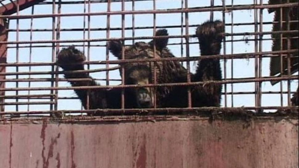 Doi frați au fost atacați de urs, în Vrancea - Unul dintre tineri a fost grav rănit